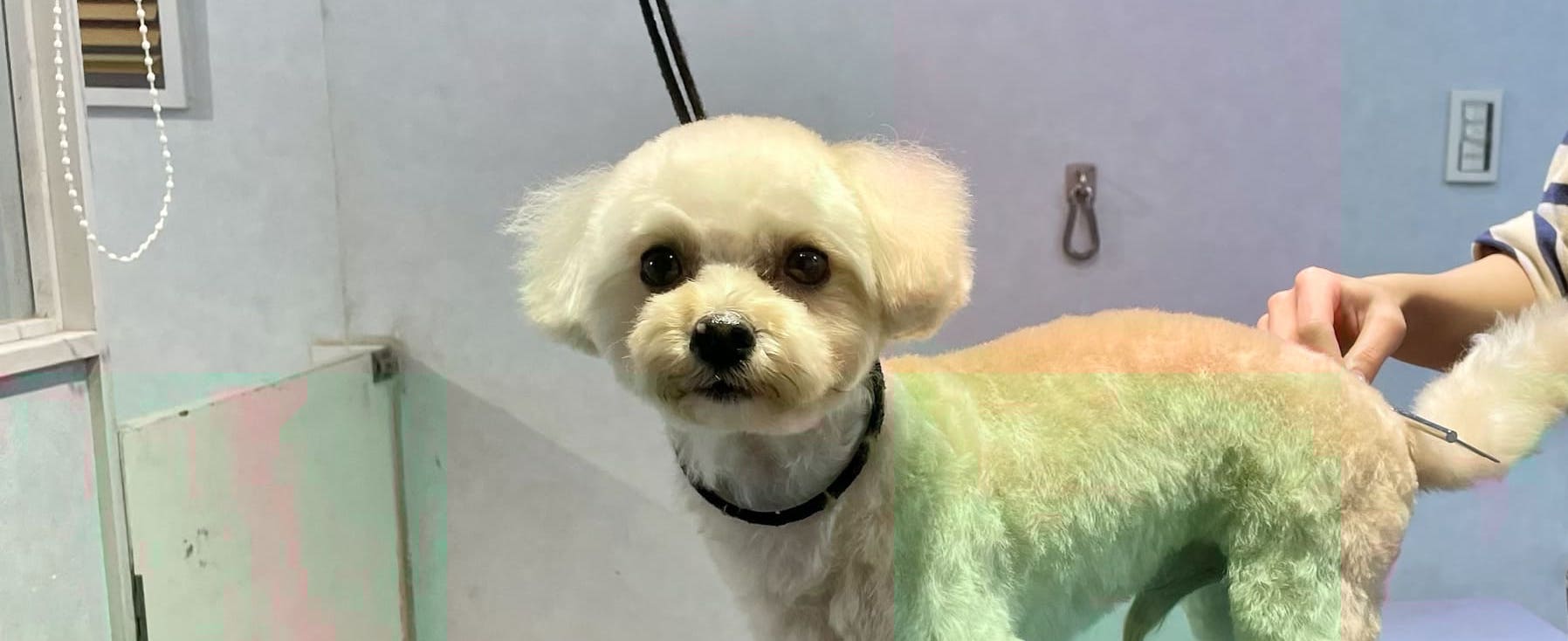 メニュー・料金