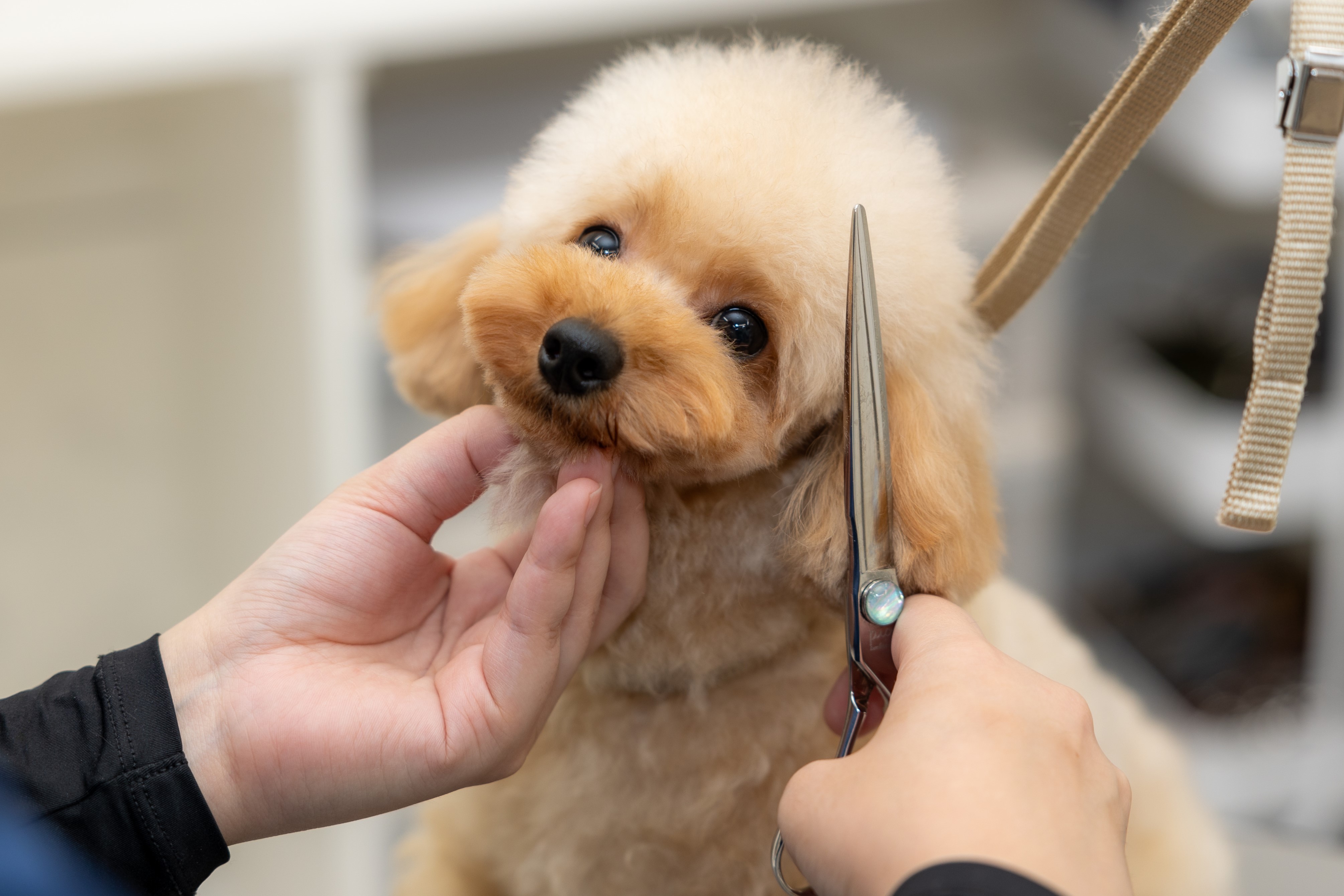 仲間のトリマー